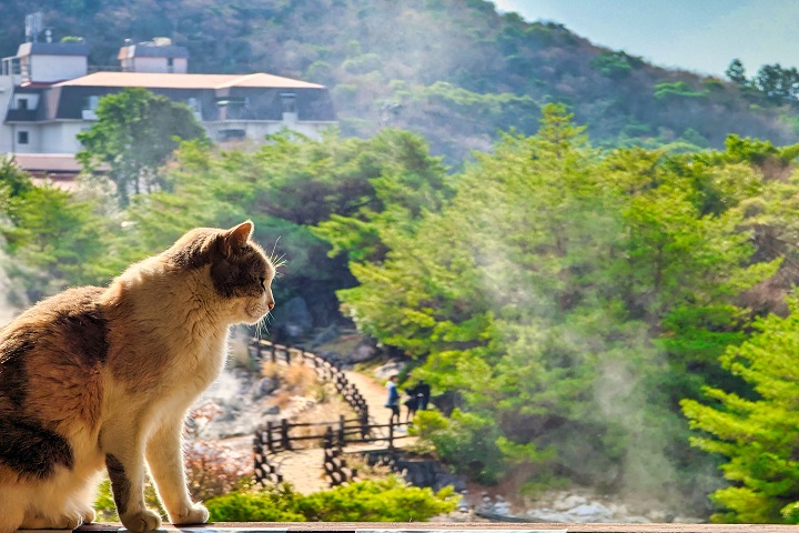 雲仙地獄永遠雲煙裊裊，溫暖的地熱吸引貓咪們駐足。　圖：長崎縣觀光連盟／提供