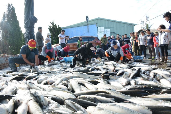 ▲近距離體驗烏魚從捕撈、製作的過程，令參加的民眾嘖嘖稱奇。　記者：王政／攝 