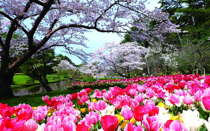 ▲濱名湖的粉蝶花海。　圖：富士之國靜岡縣駐台辦事處／提供