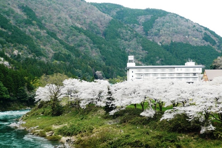 郡上八幡飯店每逢4月中下旬，飯店被櫻花包圍十分唯美。　圖：郡上八幡飯店／提供