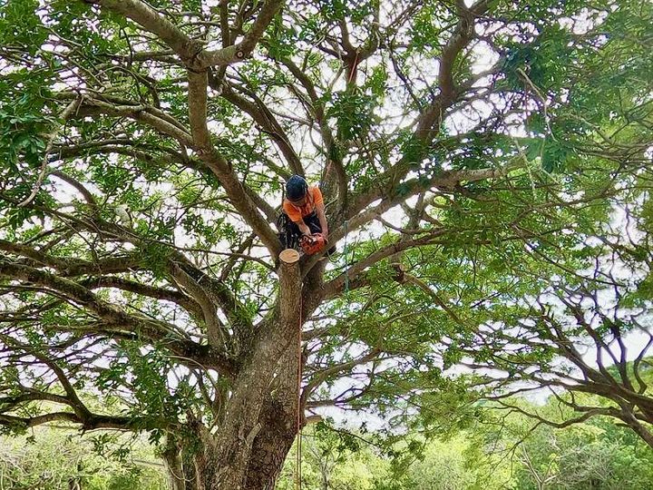 ▲結合攀樹和修樹體驗，達到寓教於樂的回憶。　圖：台南市政府觀光旅遊局／來源