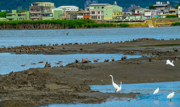 ▲蘆洲濕地示範區的泥灘地上有雁鴨科、鷺科鳥類。　圖：新北市政府水利局（攝影者－謝佑欣）／提供