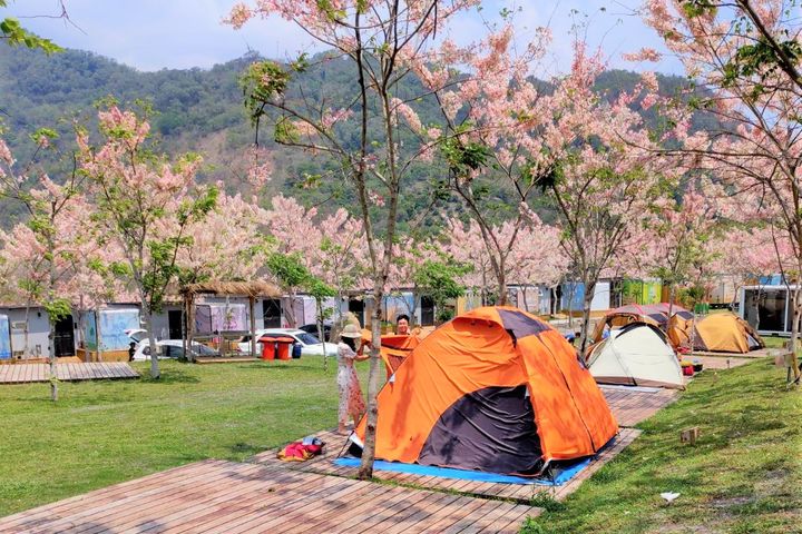 高雄六龜山林花語的遠山望月露營場。　圖：高雄市政府觀光局／提供