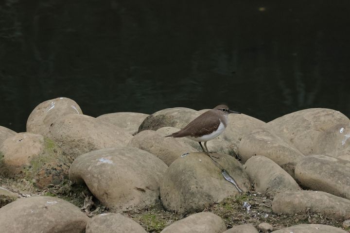 都會小旅行／遇見嶄新湳仔溝 蒼鷺、磯鷸、花嘴鴨…現蹤生態廊道