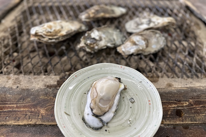天然產的佐賀縣太良牡蠣每年從11月到隔年3月是肥美好吃的季節。　圖：佐賀縣觀光連盟／提供