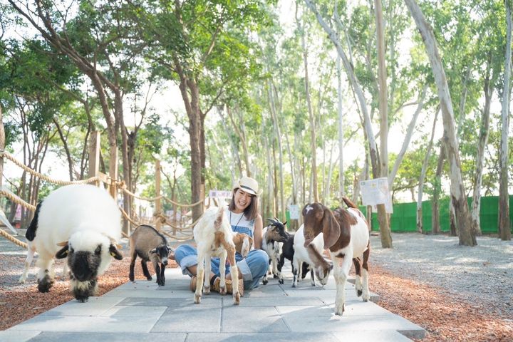 「咩咩上樹萌寵樂園」可接觸到可愛的動物。　圖：嘉義縣文化觀光局藝文推廣科／提供