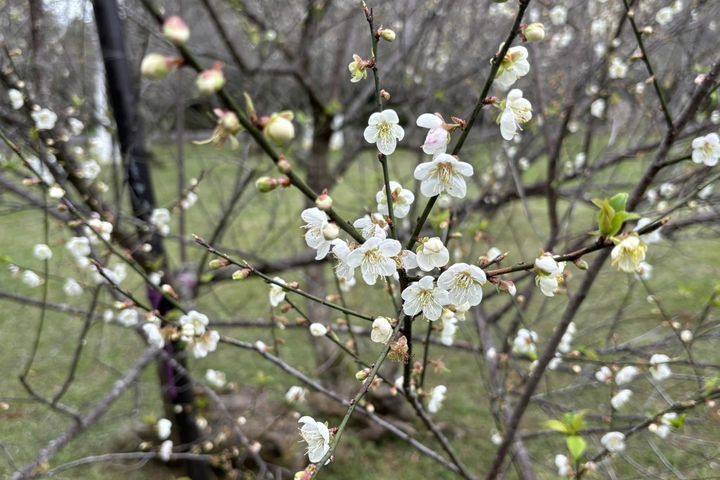 ▲角板山行館園區為北台灣最大梅園，梅花綻放時如置身雪白世界。　圖：桃園市政府觀光旅遊局／提供