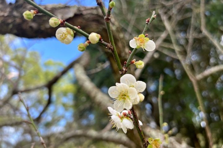 喜愛賞花朋友們，冬季限定的角板山梅花季登場囉。　圖：桃園市政府觀光旅遊局／提供 