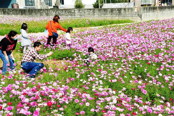 「2024南新農村花海藝術節」花海粉嫩綻放。　圖：彰化縣埔鹽鄉南新社區發展協會／提供