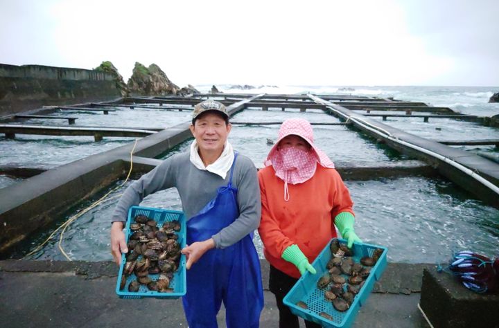 ▲以天然海藻與海龍鬚菜放養的貢寮鮑，味道自然鮮甜、肉質結實Q彈。　圖：新北市政府漁業及漁港事業管理處／提供