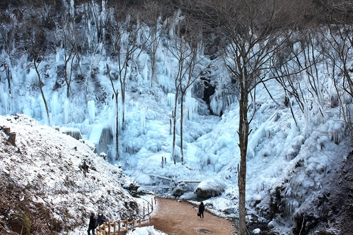 坐落於埼玉縣秩父橫瀨町的「蘆久保冰柱」，是東京近郊的冬季人氣景點。　圖：西武鐵道／提供