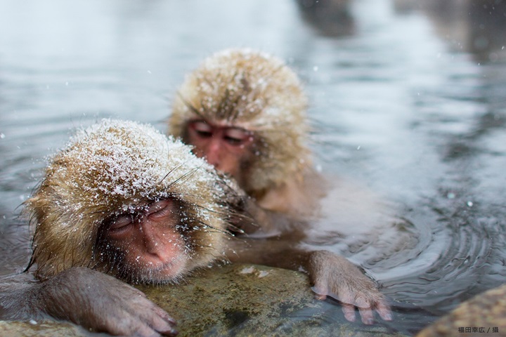 猴子也有專屬溫泉勝地？就在日本長野縣的野猿公苑！