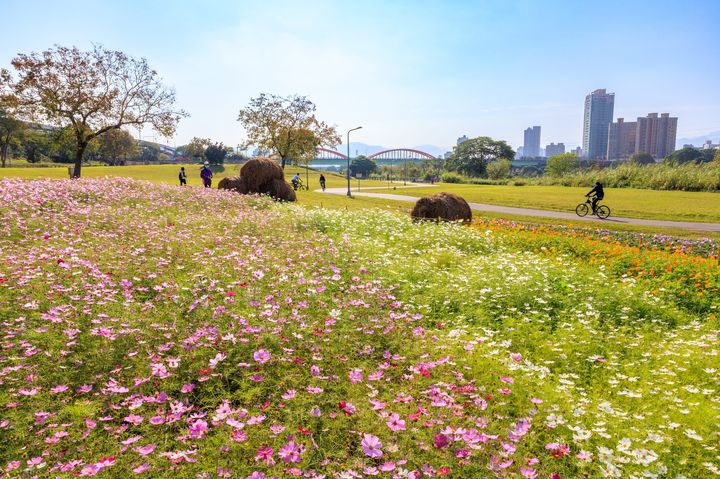 ▲在台北市也能享受到騎單車看花海的愜意。　圖：台北市政府工務局水利工程處官方臉書（攝影：曹正邦）／提供