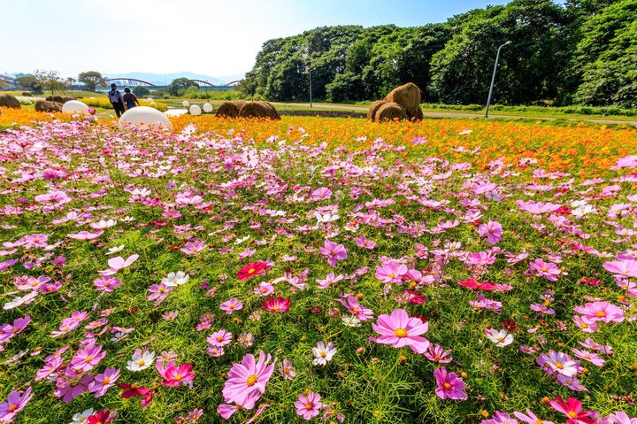 台北市古亭河濱公園花海相當壯觀。　圖：台北市政府工務局水利工程處官方臉書（攝影：曹正邦）／提供 