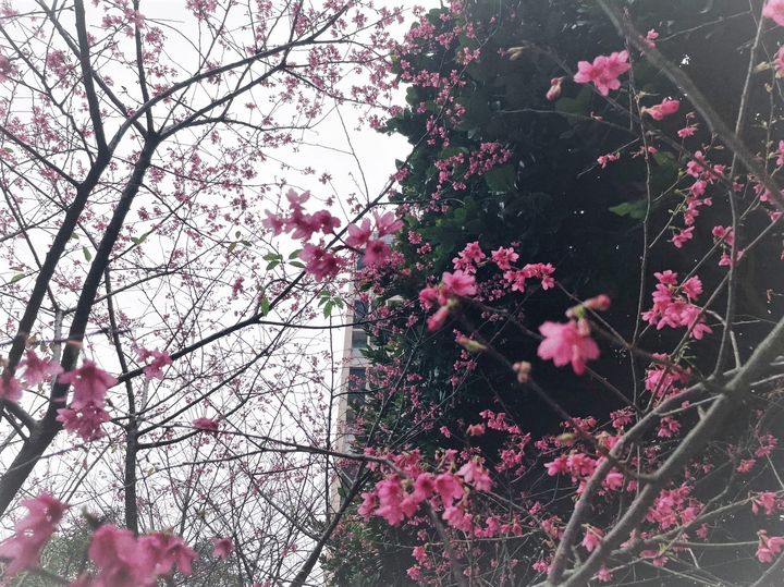 ▲汐止康誥坑溪畔的山櫻花特寫。　圖：新北市政府綠美化環境景觀處／提供