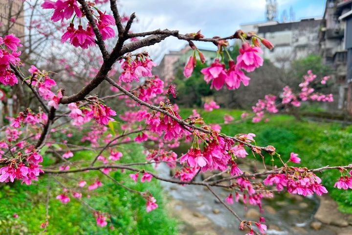 新北「蒔花好綻」迎來櫻花季 山櫻花打頭陣悄然綻放