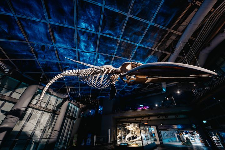 寒假「鯨」奇大公開 全台首座藍鯨骨骼標本海生館震撼登場
