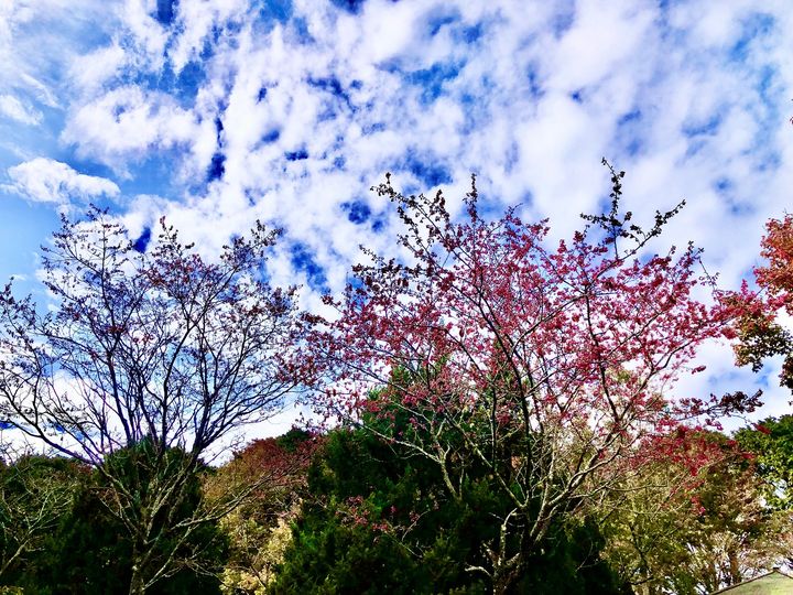 ▲大雪山收費站的山櫻花綻放。　圖：農業部林業及自然保育署台中分署／提供