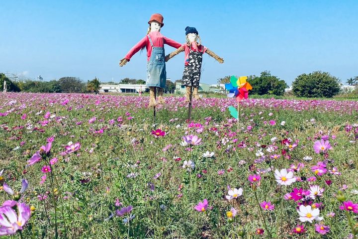 彰化市花花世界 追花海、品咖啡、拔蘿蔔的歡樂週末