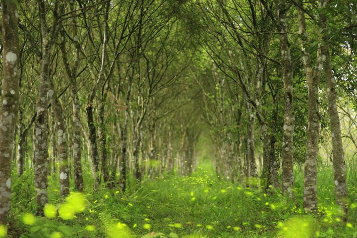 ▲大農大富平地森林園區：龍貓隧道。　圖：農業部林業及自然保育署／提供