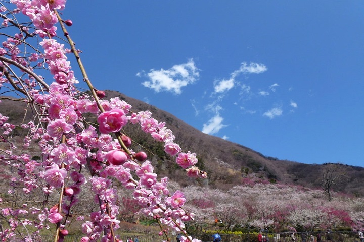 鄰近熱海的湯河原梅林捎來早春魅力。　圖：日本旅行情報局／提供