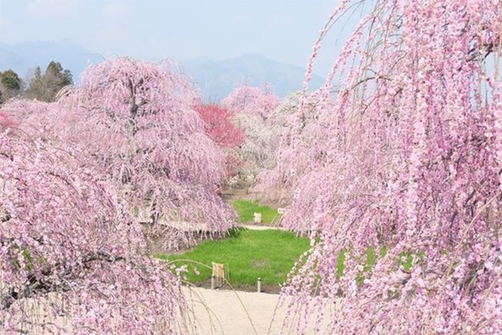 早春賞梅！日本三重縣鈴鹿之森庭園的枝垂梅林也太美