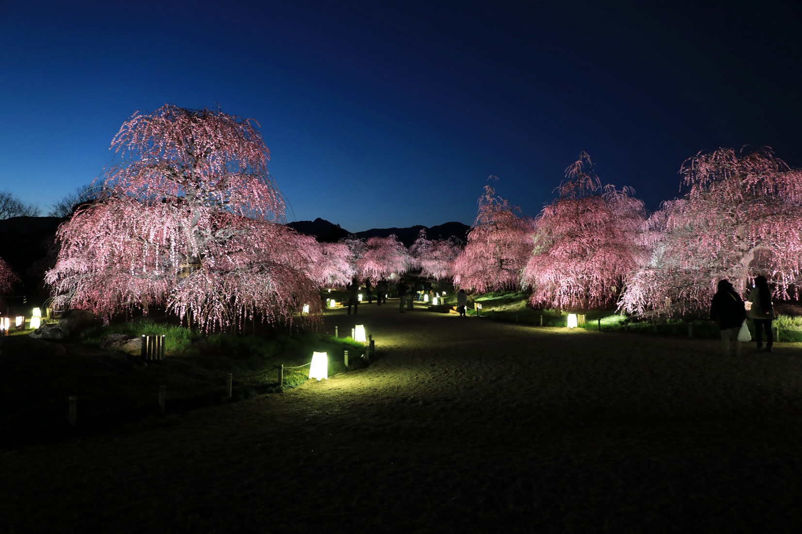 ▲鈴鹿之森庭園的夜間點燈賞梅也別有風情。　圖：三重縣／提供