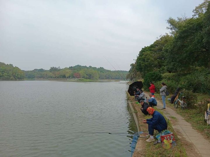 ▲柳樹桂花巷也可釣魚，釣客一邊釣魚一邊聞著桂花香。　圖：台南市政府觀光旅遊局／提供
