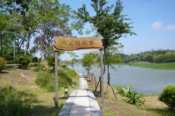 「柳樹桂花巷」沿線草坡柳樹與桂花分立兩旁。　圖：台南市政府觀光旅遊局／提供