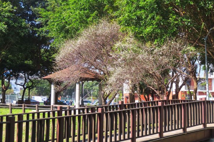 ▲奇岩3號公園也有幾株梅花，與奇岩4號綠地僅一路之隔。　圖：台北市政府工務局公園路燈工程管理處／提供