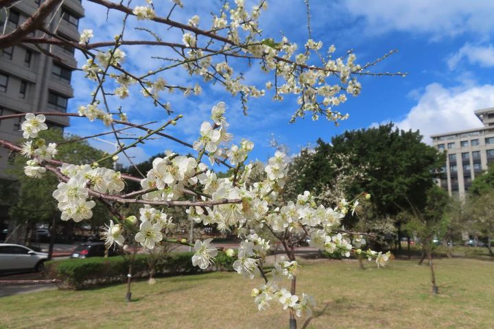 ▲奇岩4號綠地新植梅樹也已開放。　圖：台北市政府工務局公園路燈工程管理處／提供