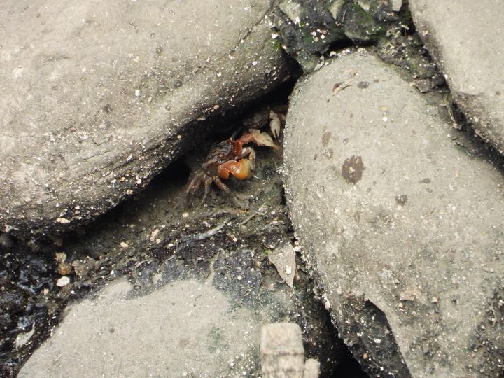 ▲無齒螳臂蟹躲藏在石縫中（拍攝於瓦磘溝）。　圖：新北市政府水利局／提供