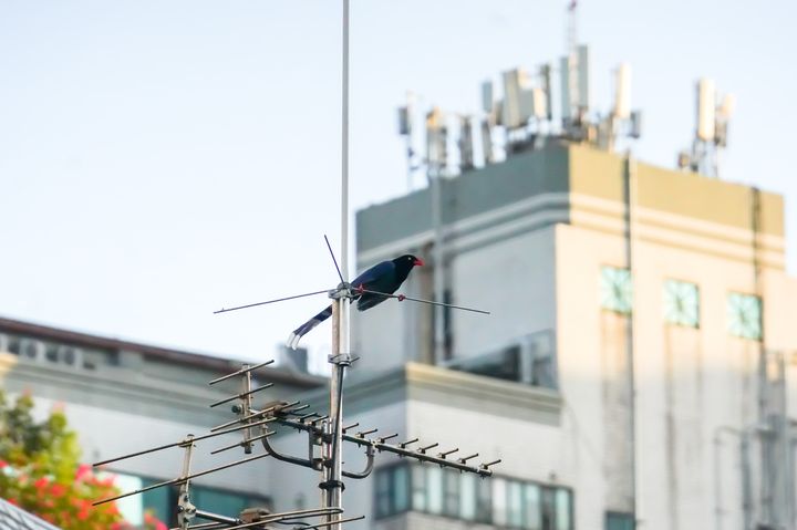 ▲發現台灣藍鵲身影（拍攝於瓦磘溝）。　圖：新北市政府水利局／提供