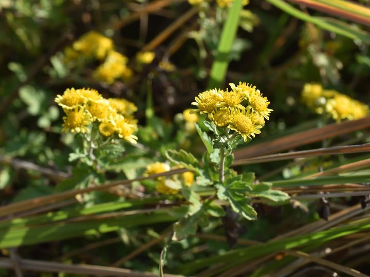 ▲展現亮黃色澤花朵的新竹油菊。　圖：林業試驗所／提供