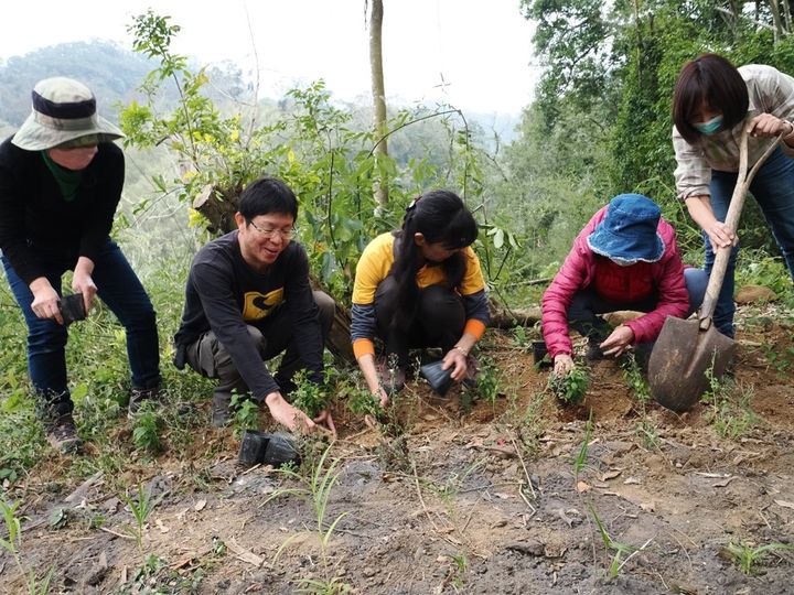 ▲「山貓森林」在今年2月種下的新竹油菊，加入珍稀植物異地備份行列。　圖：大肚山學會山貓森林／提供