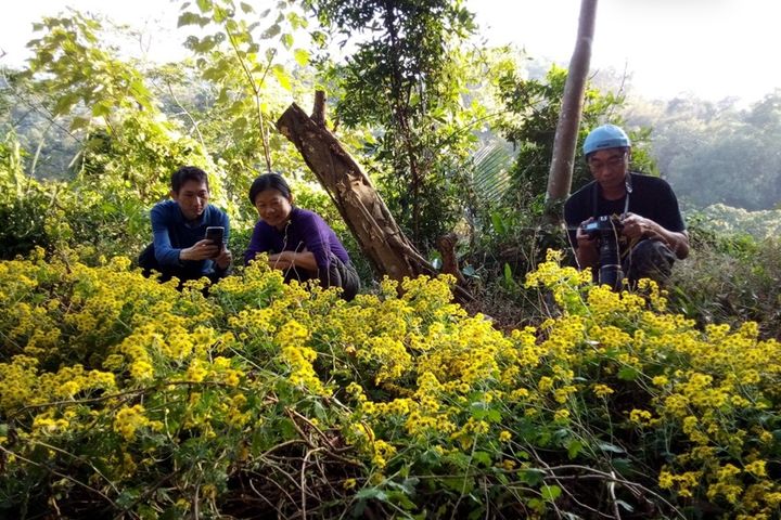 「山貓森林」在今年2月種下的新竹油菊，帶來數大便是美的驚喜，極具觀賞價值。　圖：大肚山學會山貓森林／提供 