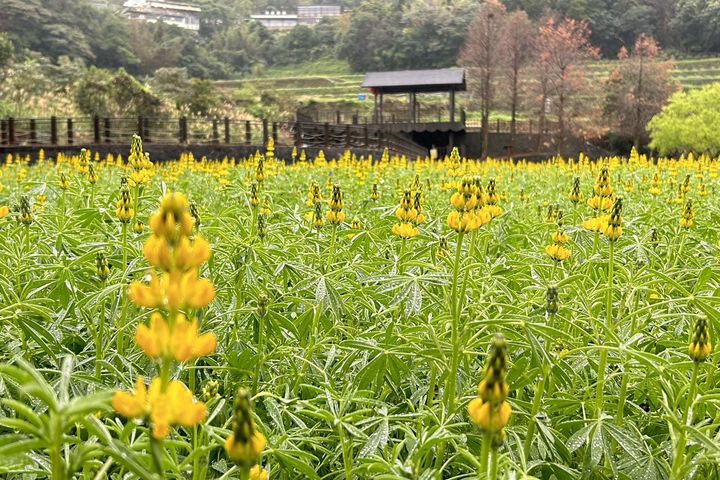  貓空迎早春 樟樹步道魯冰花繽紛綻放 