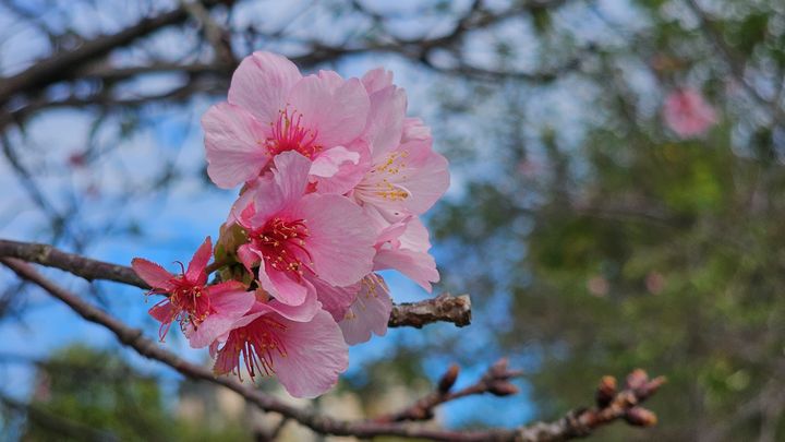 ▲嬌嫩夢幻的河津櫻。　圖：新北市政府高灘地工程管理處／提供