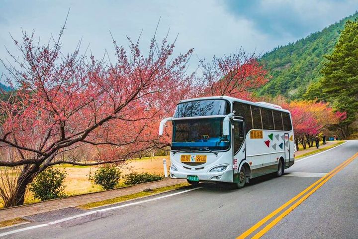  迎花季搭公車旅遊 探索武陵農場櫻花風情 