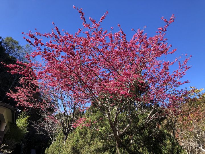 ▲收費站山櫻花。　圖：農業部林業及自然保育署台中分署／提供