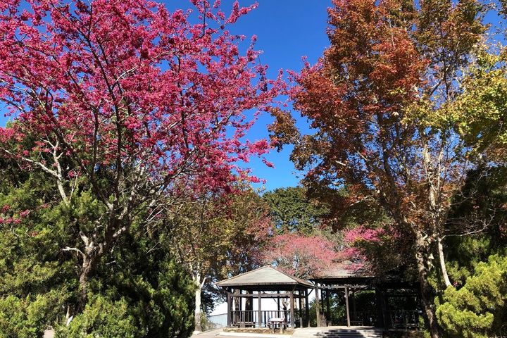 櫻花、梅花、雪花齊綻放！初春時分驚艷大雪山