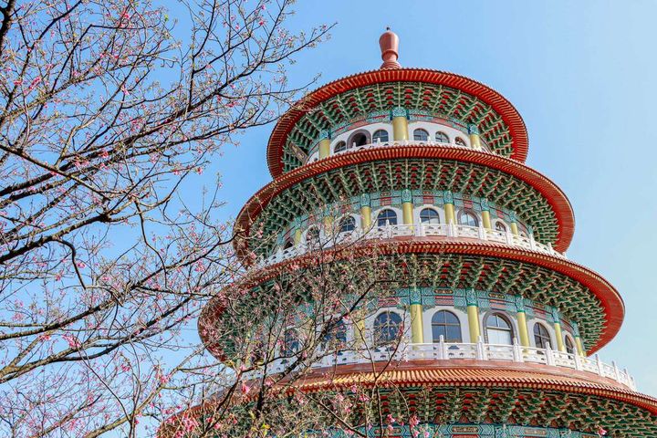 新北蒔花好綻－2024花見櫻花季活動即將於春節連假期間開跑。　圖：新北市政府觀光旅遊局／提供 
