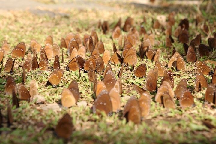 南下避冬的紫斑蝶翩翩群聚茂林紫蝶幽谷。　圖：茂林國家風景區管理處／提供