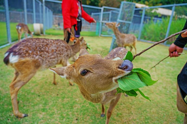 ▲逐鹿傳說梅花鹿園。　圖：嘉義縣文化觀光局／提供