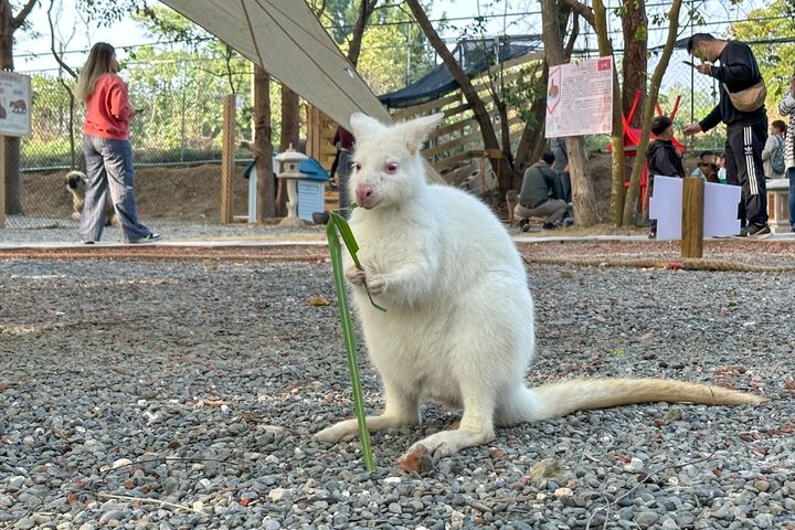 最新試營運的「咩咩上樹萌寵樂園」吸引超多親子家庭造訪。　圖：嘉義縣文化觀光局／提供