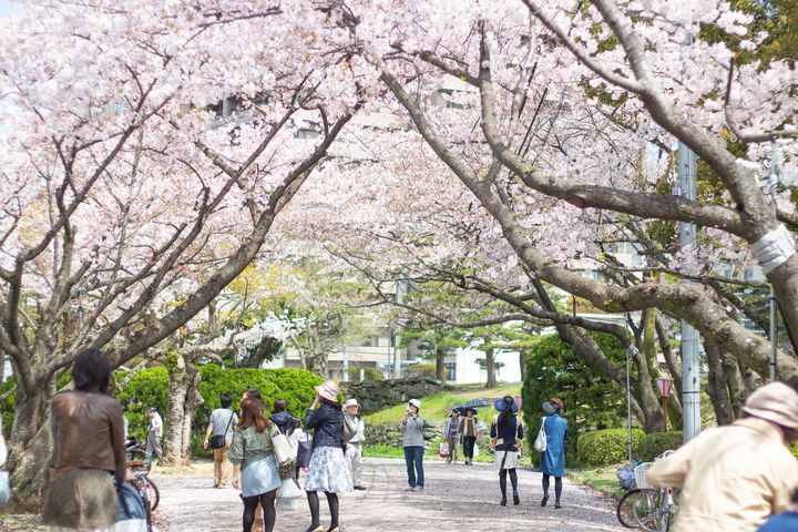 德島中央公園春櫻綻放。　圖：喜鴻假期／提供 
