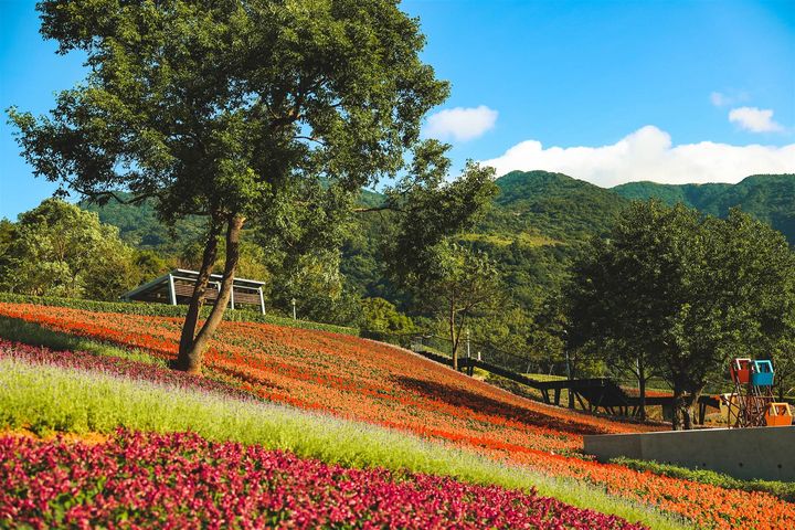 北投三層崎花海，讓您桃花朵朵開。　圖：臺北市政府觀光傳播局／提供