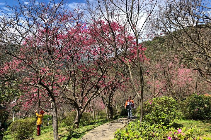 ▲公園內櫻花綻放。　圖：臺北市政府工務局公園處／提供