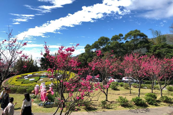 陽明山花季－美麗八重櫻。　圖：臺北市政府工務局公園處／提供