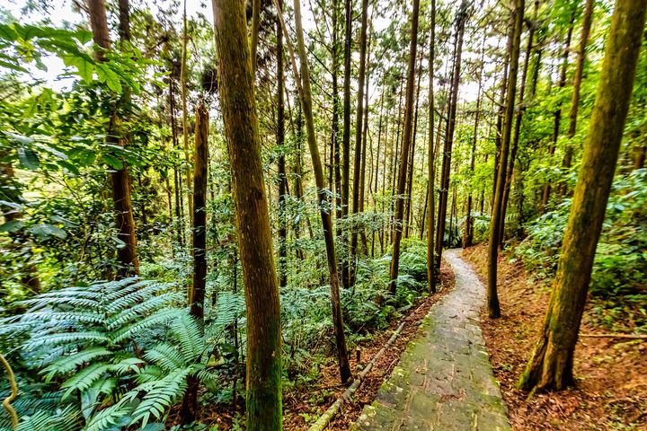 ▲騎龍步道途可見筆直翠綠的樹林。　圖：新竹縣政府交通旅遊處／提供